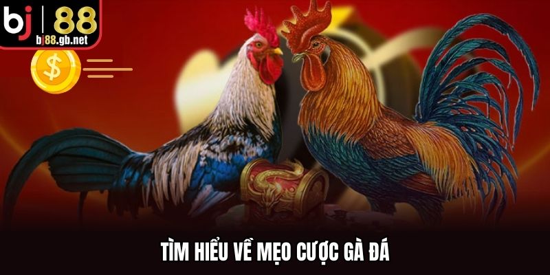 Tìm hiểu về mẹo cược gà đá